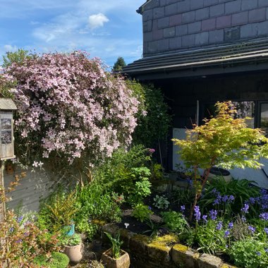 Clematis Montana 'Elizabeth'