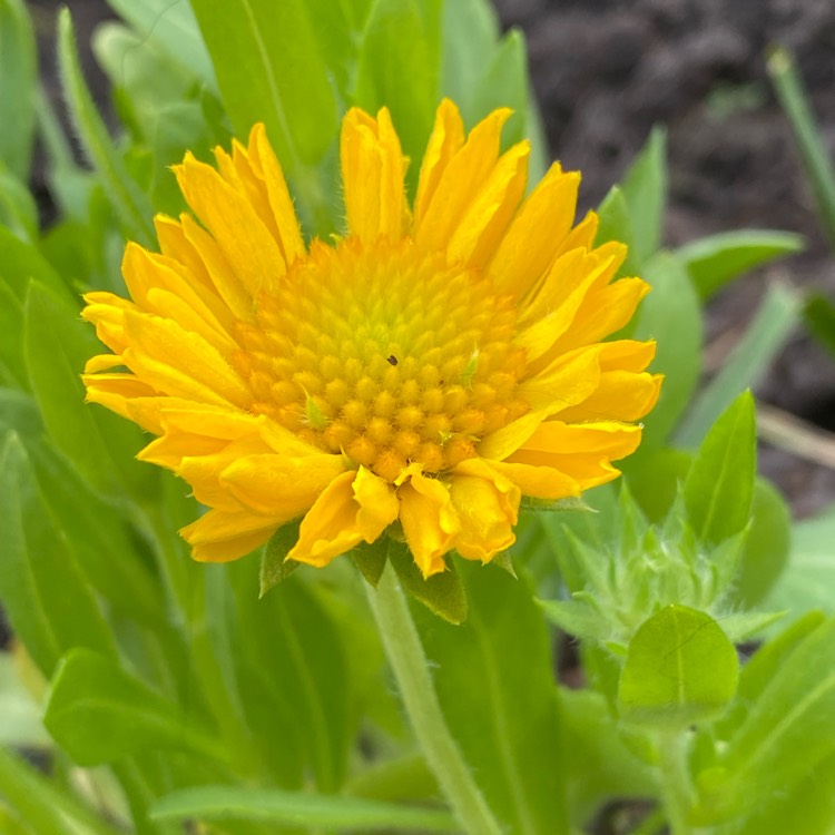 Plant image Gaillardia x grandiflora 'Arizona Apricot' syn. Gaillardia 'Arizona Apricot'