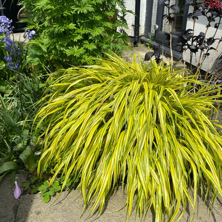 plant image 1708599