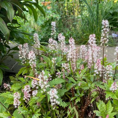 Tiarella 'Angel Wings' (Fox Series)