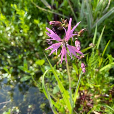 Lychnis flos cuculi