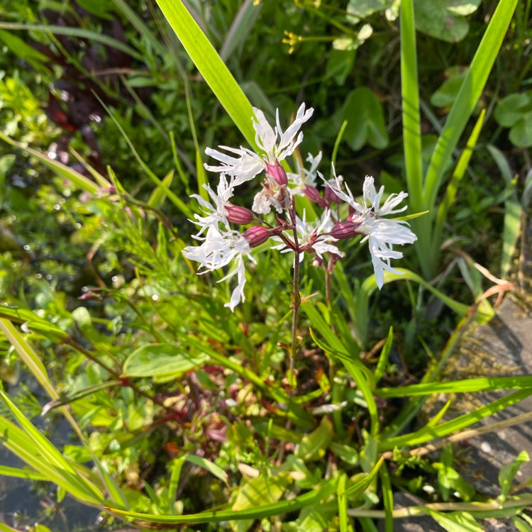 plant image 1710757