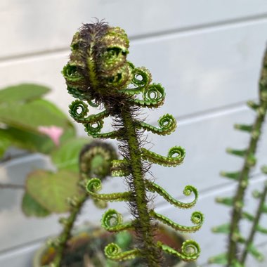 Dryopteris cycadina