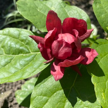 Calycanthus x raulstonii 'Hartlage Wine' syn. Sinocalycanthus raulstonii 'Hartlage Wine'