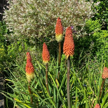 Kniphofia