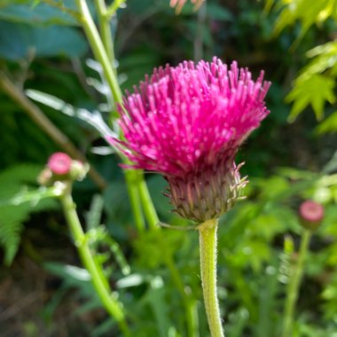 Cirsium rivulare 'Atropurpureum'