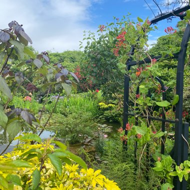 Catalpa x erubescens 'Purpurea'