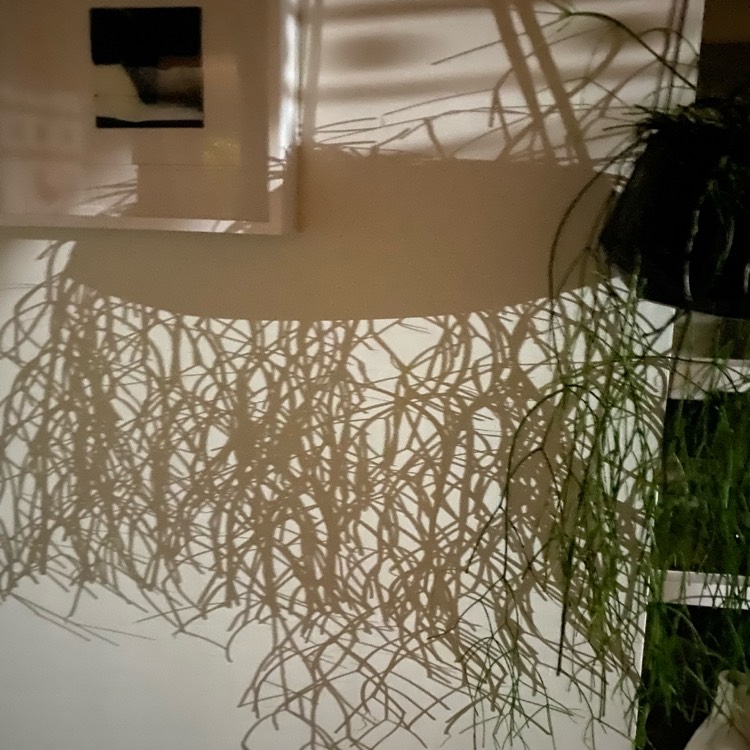 Plant image Rhipsalis baccifera syn. Rhipsalis cassutha