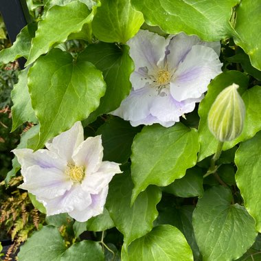 Clematis 'Ice Blue'™ evipo003