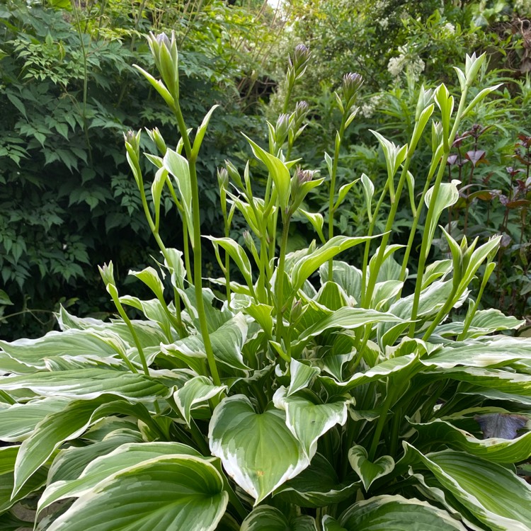 plant image 1713094