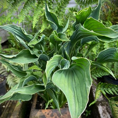 Hosta 'Praying Hands'