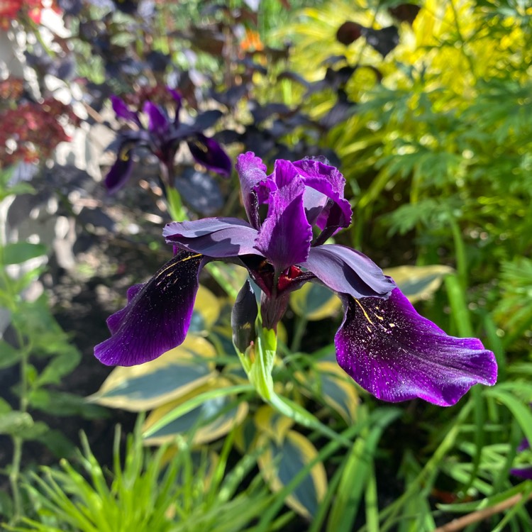 Plant image Iris chrysographes Black-Flowered syn. Iris chrysographes Black-form