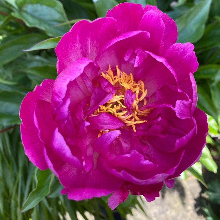 Plant image Paeonia lactiflora 'Dinner Plate'