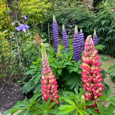 Lupinus 'Tequila Flame'