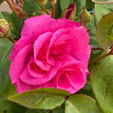 Rosa 'Zephirine Drouhin'