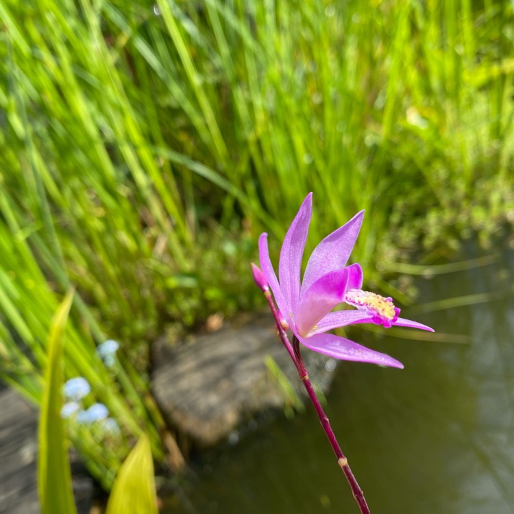 Plant image Bletilla striata