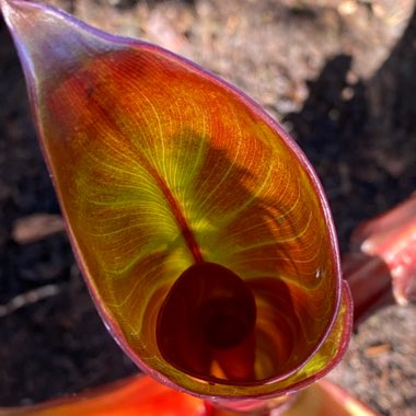 Ensete ventricosum 'Maurelii' syn. Ensete ventricosum 'Rubrum', Ensete 'Maurelii', Musa 'Santa Morelli'