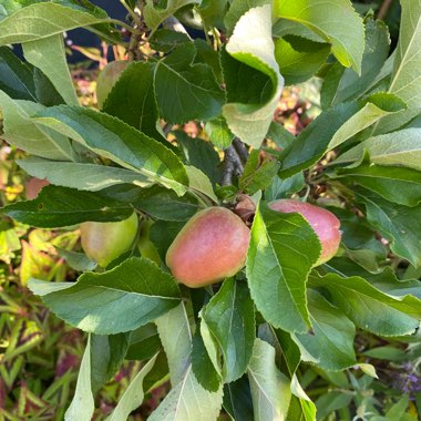 Malus domestica 'Katja' syn. Malus domestica 'Katy'