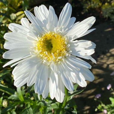 Leucanthemum