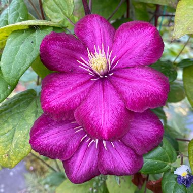 Clematis 'Warsaw Nike'