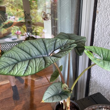 Alocasia Platinum Dragon