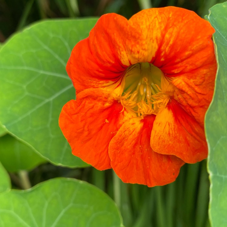 Plant image Tropaeolum majus 'Jewel Mix' (Mix)