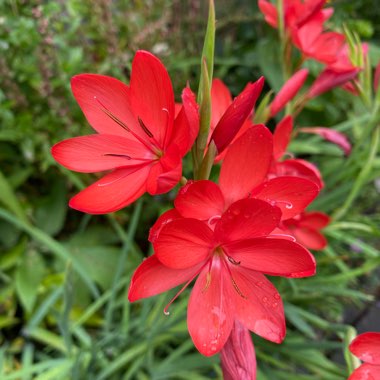 Hesperantha coccinea 'Major' syn. Schizostylis coccinea 'Major'