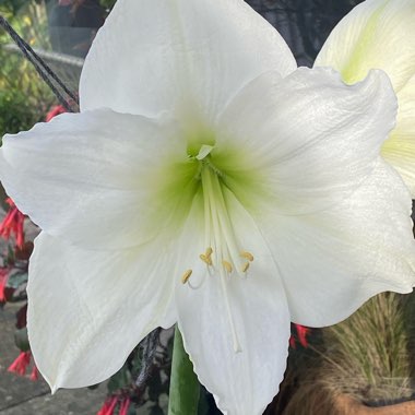 Hippeastrum 'Snow Queen'