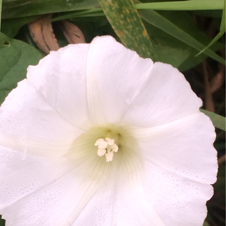 Plant image Calystegia sepium