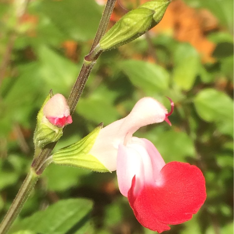 Plant image Salvia x sylvestris 'Pink Dawn'