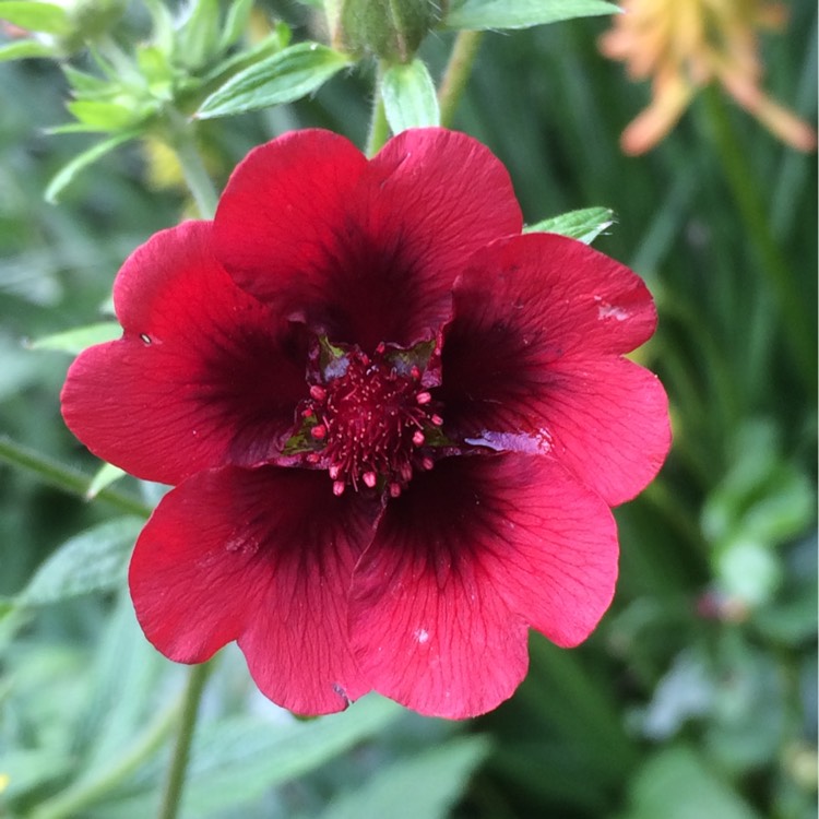 Plant image Potentilla thurberi amorubens 'Monarch's Velvet'