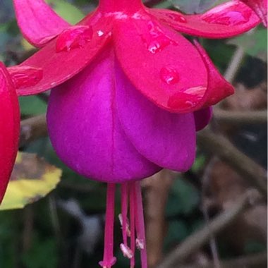 Fuchsia 'Autumnale'