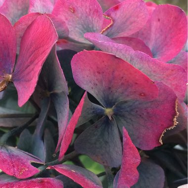 Hydrangea macrophylla 'Taube'