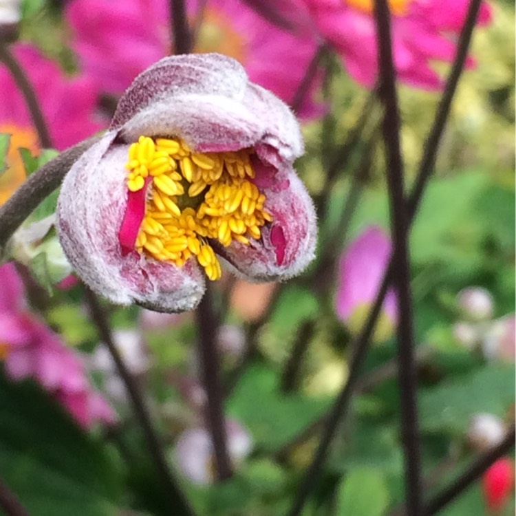 Plant image Anemone x hybrida 'Margarete'