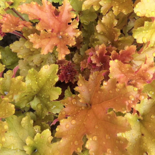 Plant image Heuchera 'Amber Waves'