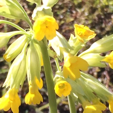 Primula veris