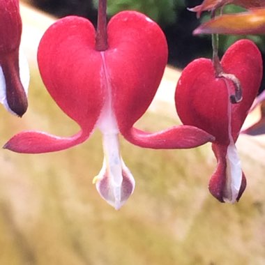 Lamprocapnos spectabilis 'Valentine' syn. Dicentra spectabilis 'Valentine'