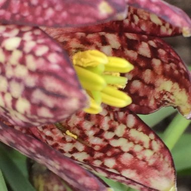 Fritillaria meleagris