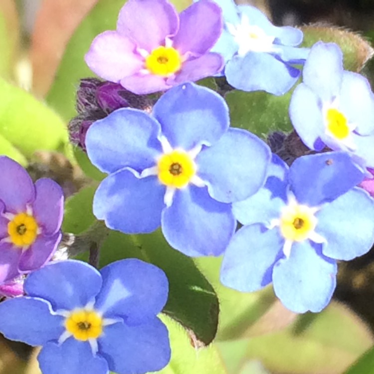 Plant image Myosotis arvensis