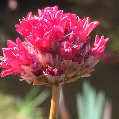 Allium schoenoprasum