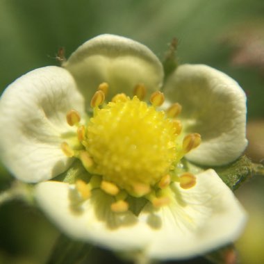 Fragaria vesca