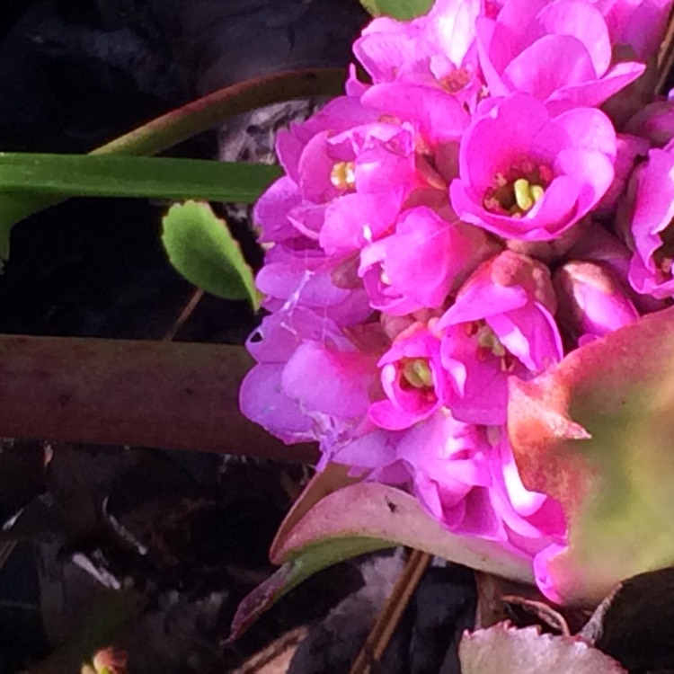 Plant image Bergenia 'Biedermeier'