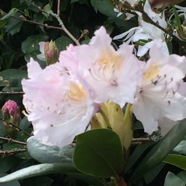 Rhododendron  (Rhododendron Varieties)