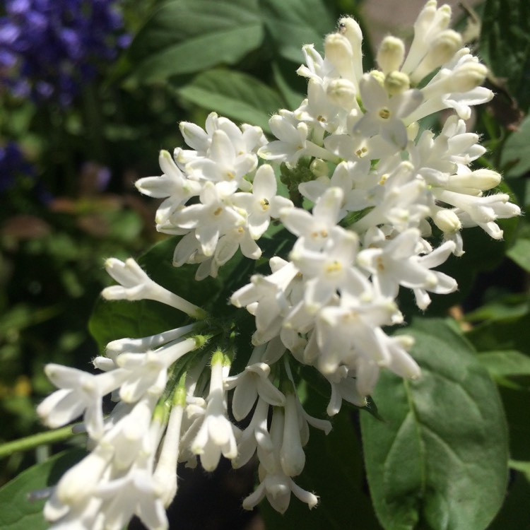 Plant image Syringa 'Morjos 060f' syn. Syringa 'Josee'