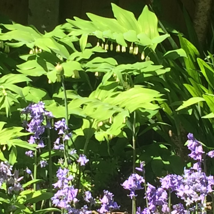 Plant image Polygonatum biflorum