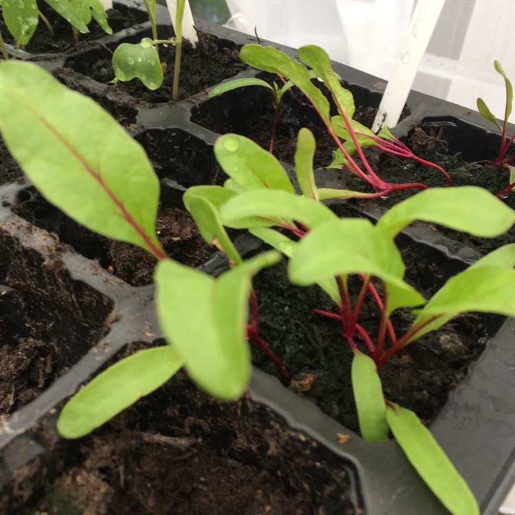 Plant image Beta Vulgaris 'Detroit Dark Red Beet'