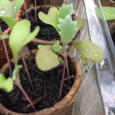 Brassica oleracea (Capitata Group)