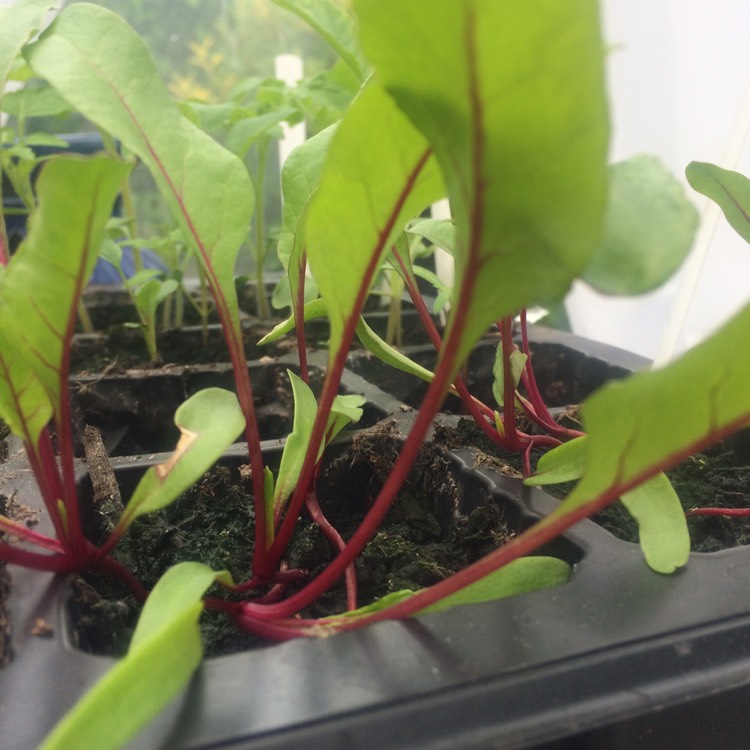 Plant image Beta Vulgaris 'Detroit Dark Red Beet'