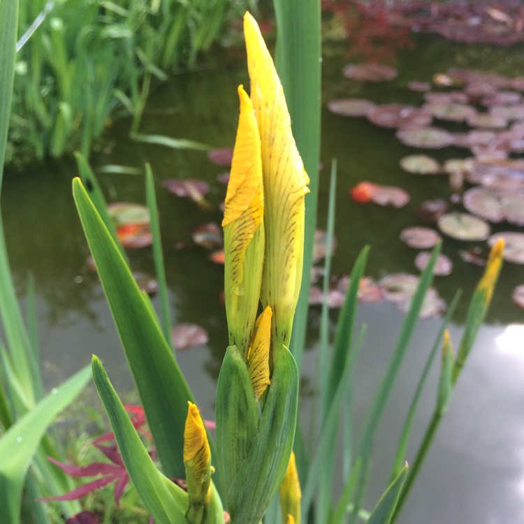 Plant image Iris Pseudacorus 'Marginatus'