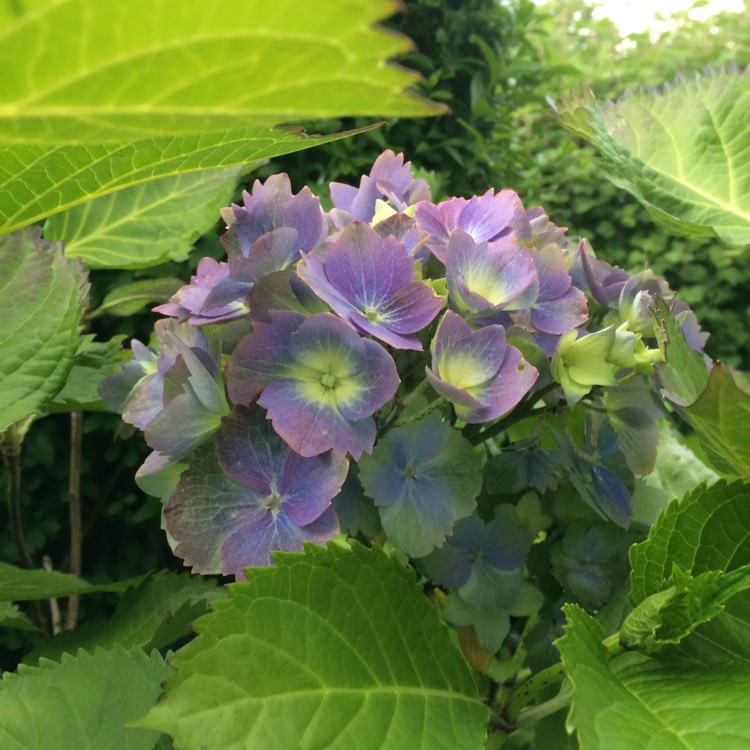 Plant image Hydrangea macrophylla 'Taube'